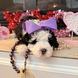 Girl 1 - Tri-color female Bernedoodle puppy in Wytheville, Virginia from Pine Brook Pups