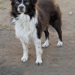 Maverick - Red & white male Toy Australian Shepherd puppy in Brenham, Texas from Stone N Rose Kennels