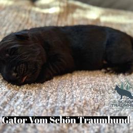 Gator - Black male German Shepherd puppy in Garland, Maine from Vom Schön Traumhund