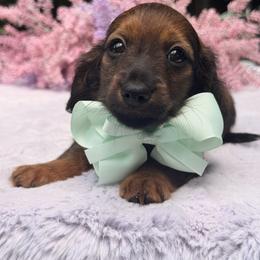 Taz - shaded long hair - Sable male Dachshund puppy in Lakeland, Florida from Elite Doxies Florida