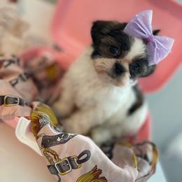Valentina - Tricolor female Shih Tzu puppy in Fredericksburg, Virginia from Pumpkin Patch Pups