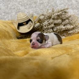 Chihuahua Puppies from Walley Farms