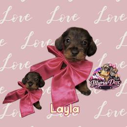 Layla - Wild boar female Dachshund puppy in Livingston, Kentucky from Illyria Dox & GSD