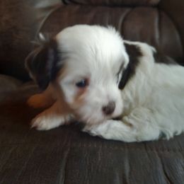 Havanese Puppies from Tracy M. Reed