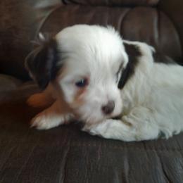 Havanese Puppies from Tracy M. Reed