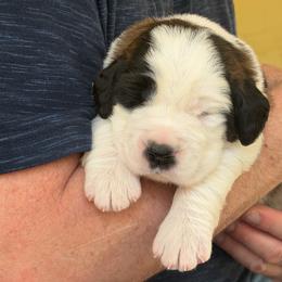 Bralyn - White and brown female Saint Bernard puppy in North Beach, Maryland from Mt.Harmony Saint Bernards