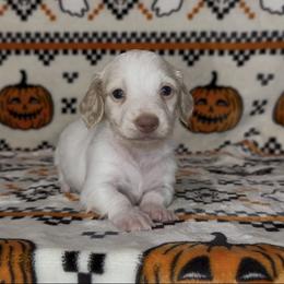 Kit - Cream male Dachshund puppy in Poteau, Oklahoma from Sisters Dazzling Dachshunds