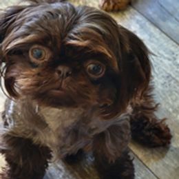 Mocha - Shih Tzu