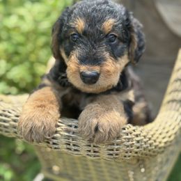 Eva aka Miss Gray - Black and tan female Airedale Terrier puppy in Mooresville, North Carolina from Farm 55