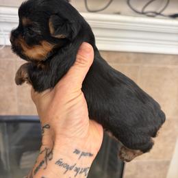 Cute tiny mask face - Black and gold female Yorkshire Terrier puppy in Riverside, California from Playful teacups Yorkshire