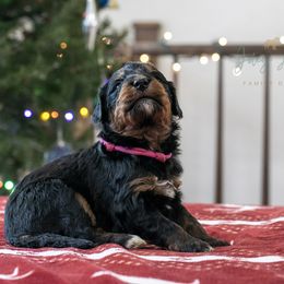 Sinai - friendly female - Phantom female Bernedoodle puppy in Eureka, Illinois from Joley Aire Family Dogs