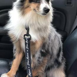 Aussiedoodles, Miniature American Shepherds, and Miniature Australian Shepherds from Biggie Ranch