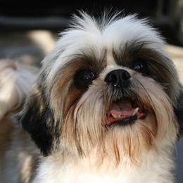 Shih Tzus from Denimay Shih Tzus