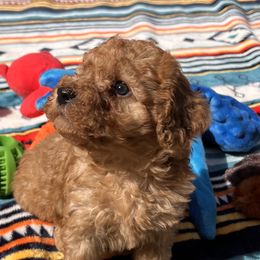 Cavachons, Cavalier King Charles Spaniels, Cavapoos, and Poodles from Tinkerpups