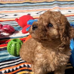 Cavachons, Cavalier King Charles Spaniels, Cavapoos, and Poodles from Tinkerpups