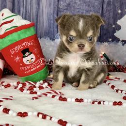Cody - Chocolate blue male Chihuahua puppy in Anderson, South Carolina from Lil Treasures Chihuahuas