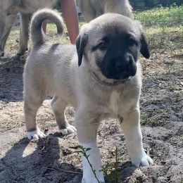 Anatolian Shepherd Dogs from Sherry Brook Farm