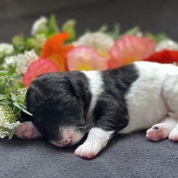 Bernedoodle Puppies from Creekside Doodles