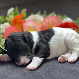 Bernedoodle Puppies from Creekside Doodles