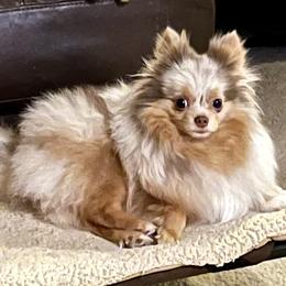 Serenity - Pomeranian