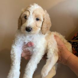 Goldendoodle Puppies from Goldendoodles of Vanhoy Farms