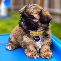 Hyacinth (yellow) - Sable female Shih Tzu puppy in Richmond, Texas from Aleka Shih Tzu