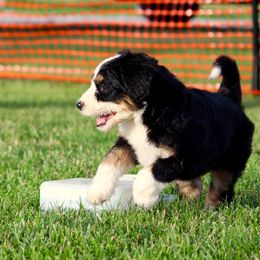 Bernedoodle and Goldendoodle Puppies from Dawg'on Doodles