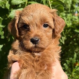 Grace - Red  female Goldendoodle puppy in Tucson, Arizona from Adored Poodle & Doodles