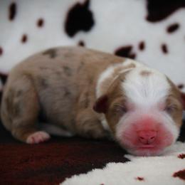 Boy 1 - male Miniature Australian Shepherd puppy in Menomonee Falls, Wisconsin from Hunt N Oaks