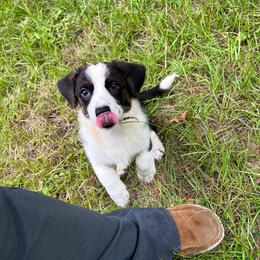 Bella - Black and white female Cardigan Welsh Corgi puppy in Crystal River, Florida from Coopers Korner