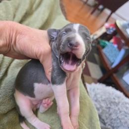 Italian Greyhound Puppies from Fisher Link