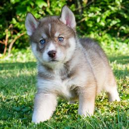 Clover - Red and white male Siberian Husky puppy in Knoxville, Tennessee from The Siberian Empire