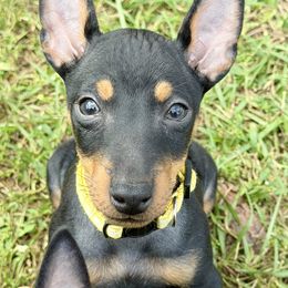 Boy 2 - male Manchester Terrier puppy in Tampa, Florida from Belev Itornot Manchester Terriers