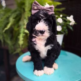 Marcie - Black and white female Sheepadoodle puppy in Danville, Indiana from Marley’s Doodle Ranch