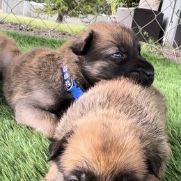 Belgian Malinois Puppies from Blue Shield Malinois