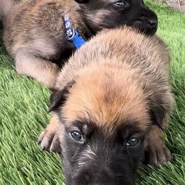 Belgian Malinois Puppies from Blue Shield Malinois