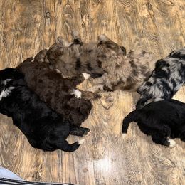 Aussiedoodle, Australian Shepherd, and Poodle Puppies from Barefoot Kennel