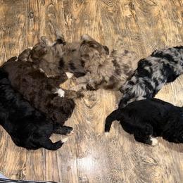 Aussiedoodle, Australian Shepherd, and Poodle Puppies from Barefoot Kennel