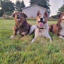 Australian Shepherd All Grown Up from Majestic Skyes Aussies