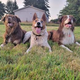Australian Shepherd All Grown Up from Majestic Skyes Aussies