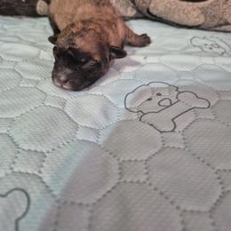 Boy 3 - male Shichon puppy in Pacolet, South Carolina from Kelli's Kennels