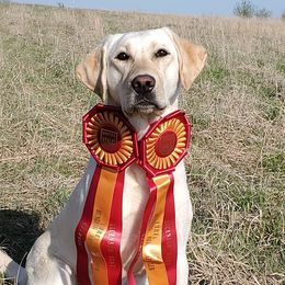 Cedar - Labrador Retriever