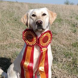 Cedar - Labrador Retriever