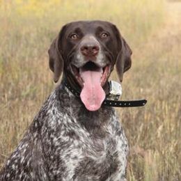 German Shorthaired Pointers from The Kennels at Crimson Hills