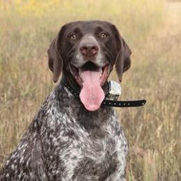 German Shorthaired Pointers from The Kennels at Crimson Hills