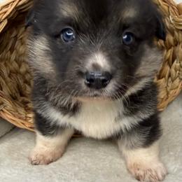 Winnie - Black and tan female American Corgi puppy in Grants Pass, Oregon from KnR Antler Dogs