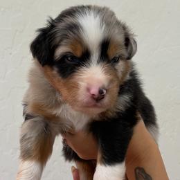 Blue - Blue merle male Australian Shepherd puppy in Gilbert, Arizona from Saltair Australian Shepherds