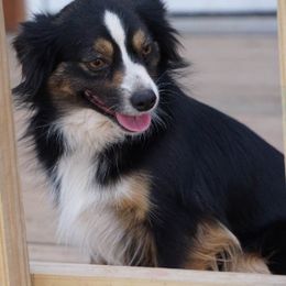 Toy Australian Shepherd puppies from Caprock Mini & Toy Aussies