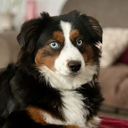 Chaos - Miniature American Shepherd