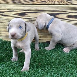Rhodesian Ridgeback and Weimaraner Puppies from PC Farms